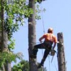 Tree Removal, stump grinding, tree trimming, landscaping