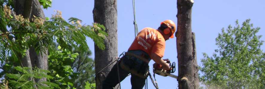 tree removal, stump grinding - professionals at insideout property services group