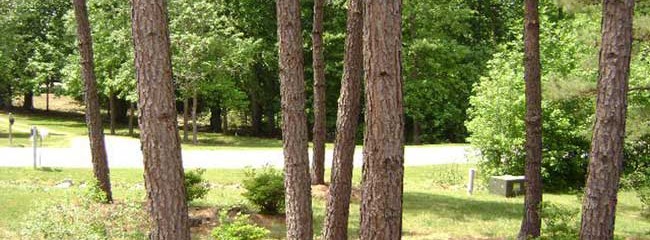 Landscaping, tree trimming, stump grinding