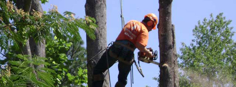 tree removal and tree trimming