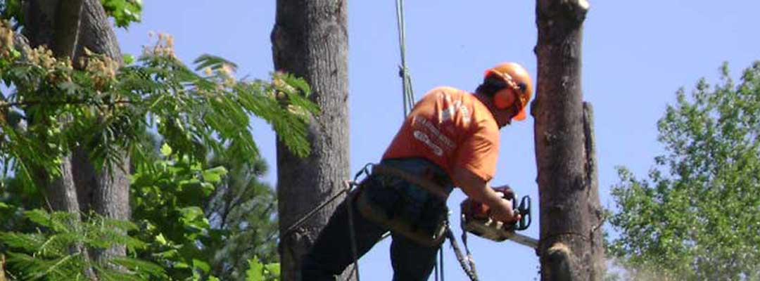 Tree Removal, tree trimming, landscaping